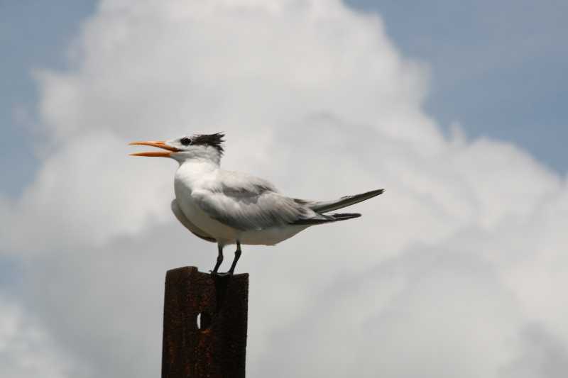 Mexico & Guatemala 2010 - 0993